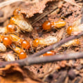 The Hidden Threat: Why Fayetteville Homeowners Need Combined Termite Control Service And Lawn Care