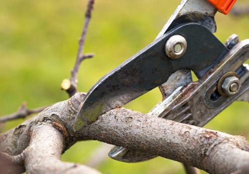 The Importance Of Regular Tree Pruning Services For Portland Lawn Care