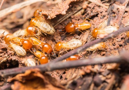 The Hidden Threat: Why Fayetteville Homeowners Need Combined Termite Control Service And Lawn Care